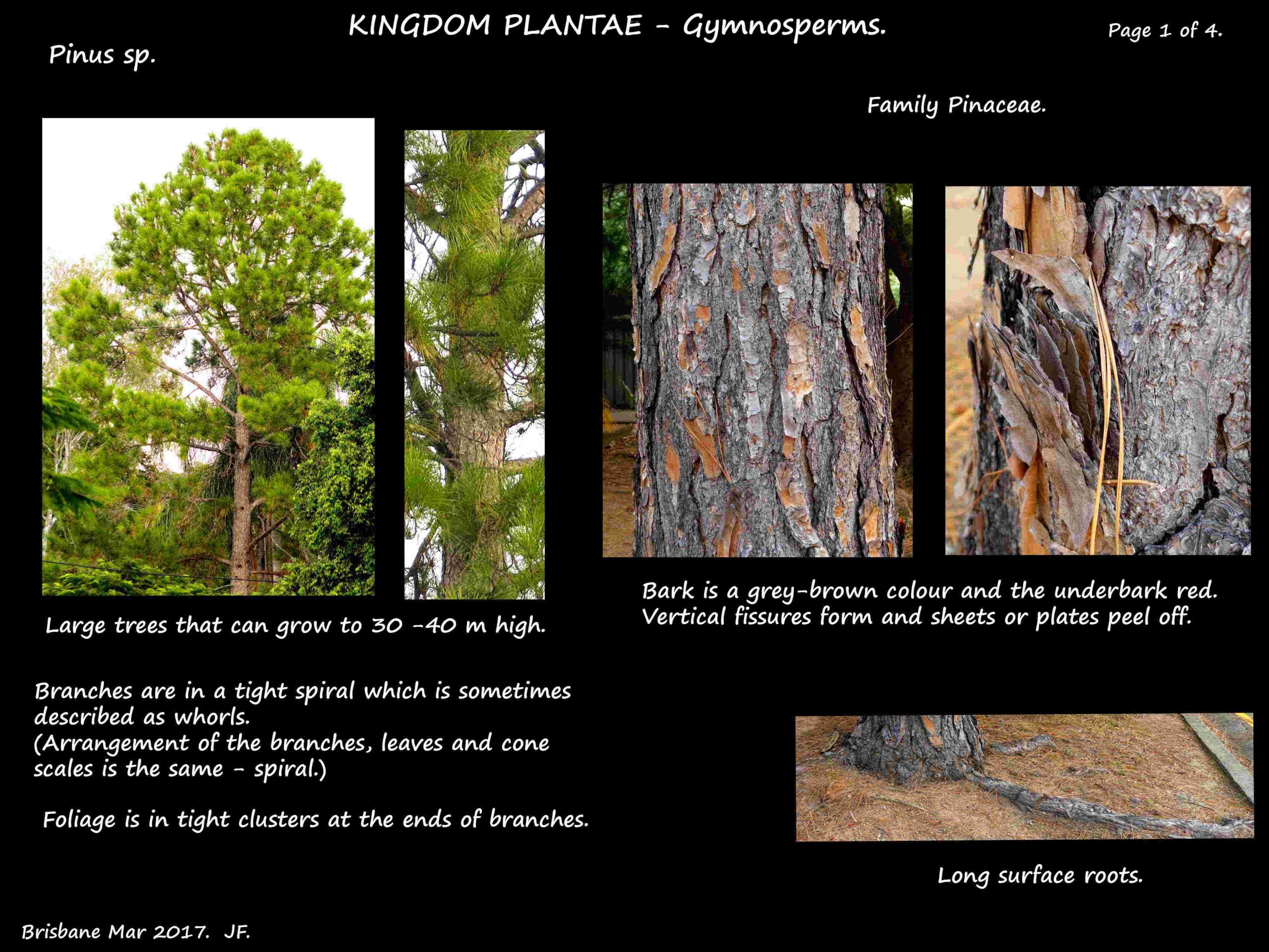 1 Pinus tree & bark